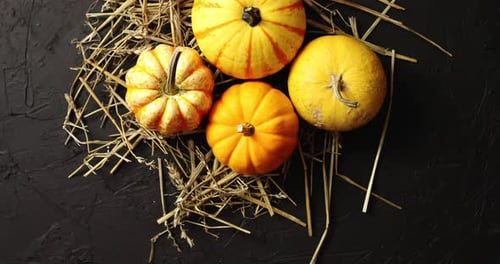 Colorful Gourds Displayed Overhead on Hay