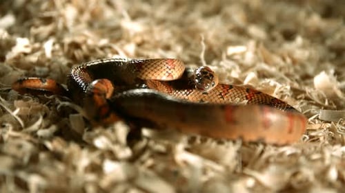 Serpent en ultra Ralenti 1500 images par seconde - SNAKES PHANTOM