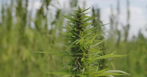 Close up of a Green Plant Waving