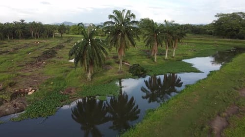 Aerial fly toward oil palm tree beside river