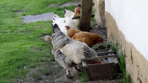 Group of Chickens Eating Together on Farm