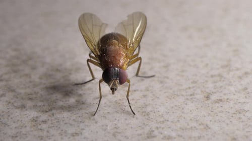House Fly Umziehen