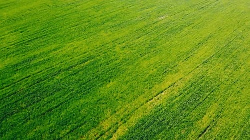 Drone Flies Above Field with Harvest