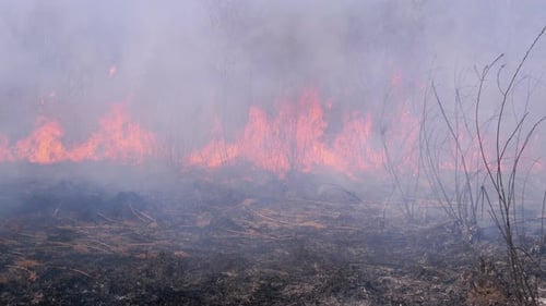 Fire in the Forest. Burning Dry Grass, Trees and Reeds. Wildfire. Slow Motion.
