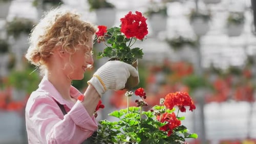 Smiling Woman Gardening with Red Flowers in Greenhouse