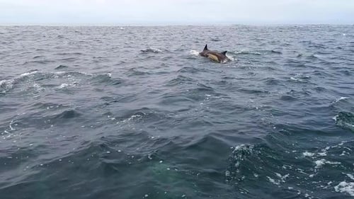 Forward Panning Shot of a Pod of Dolphins in the Ocean
