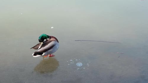 Duck Stands on a Frozen Pond and Cleans the Feathers with Its Beak and Paw