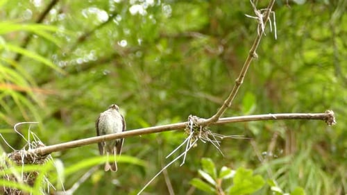 Pheobe bird flycatcher taking flight and then returning to a branch in the middle of the palm trees