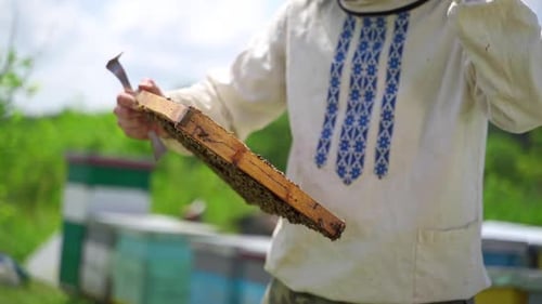 Rahmen voller Bienen in den Händen des Menschen. Imker arbeitet mit Bienen in der Imkerei.