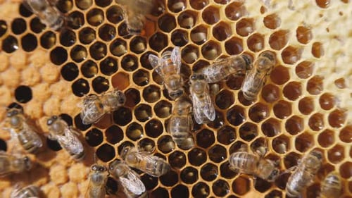 Swarm of Bees Working on a Honeycomb Carries Honey and Nectar. Close Communication of Bees, Bee