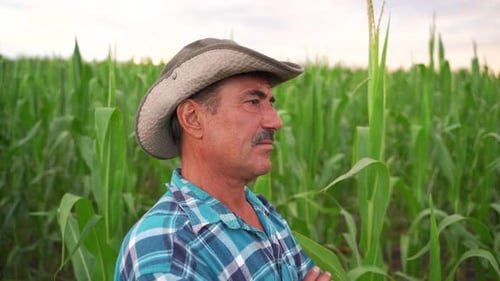 Side View of a Farmer Standing in Cultivated Corn Crops