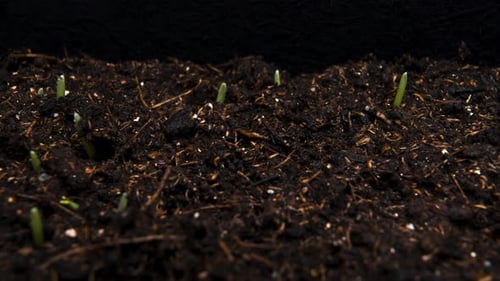 Green Grass Growing Timelapse Isolated on Black Background
