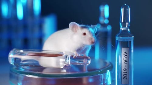 Close Up of Mouse near Vials in Lab