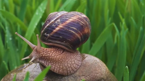 Snail Crawls Along Green Grass In Rain