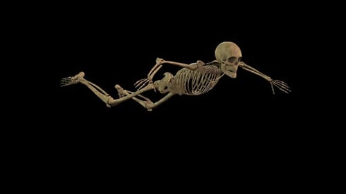 3D Animated Skeleton Performing Push-Ups Loop
