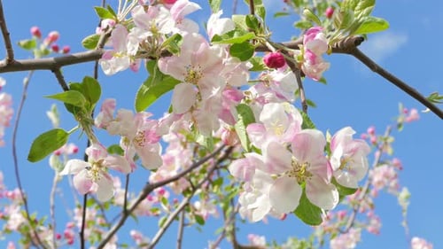 Flowers of Apple Tree