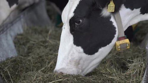 Cows Eating Hay on Dairy Farm Close Up
