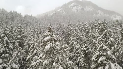 Gleiten über schneebedeckte Baumwipfel im Pinienwald