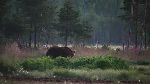 A Wild Bear Walking In The Lush Field With Green Trees In The Background - wide shot