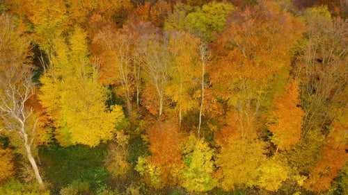 View From the Height on a Bright Autumn Forest