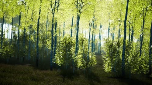 Birch Grove By a Sunny Day