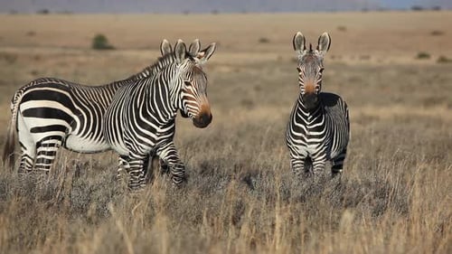 Cape Mountain Zebras In Grassland