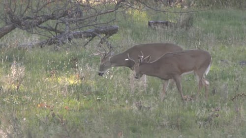 whitetail deer in the forest
