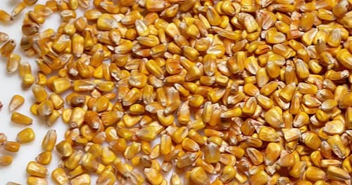 Mais, Zea Mays fallen vor weißem Hintergrund, Zeitlupe 4K