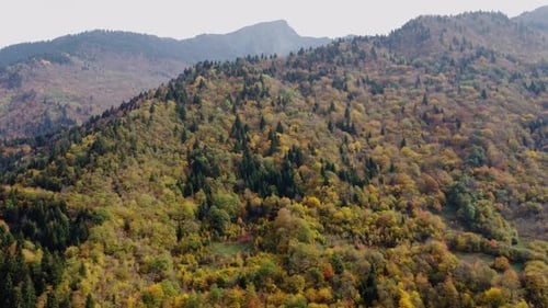 Autumn in the mountain forest. Autumn colors in forest aerial view.