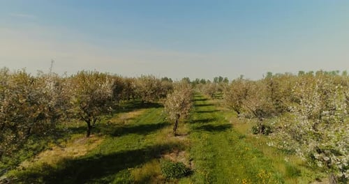 Aerial View of Apple Orchard Blooming