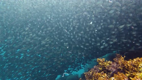 Shoal of Sardines in the Sea