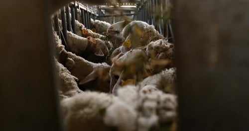 Sheeps on a Flock Farm