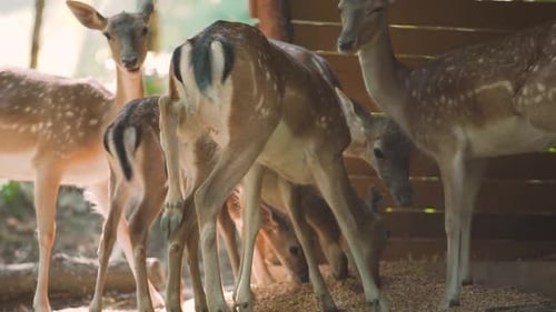 Herd of Spotted Deer Grazing Together in Forest