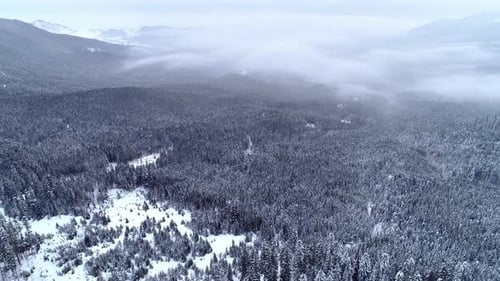 Winterland, fly over fir tree in the snowstorm