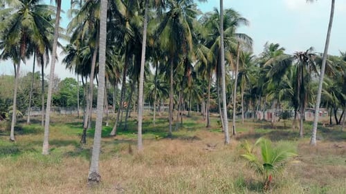 Tropischer Palmengarten mit hohen Bäumen unter klarem blauem Himmel