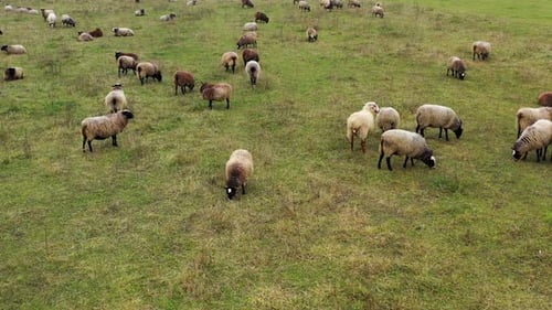 Flock of Sheep Grazing Peacefully in Green Field