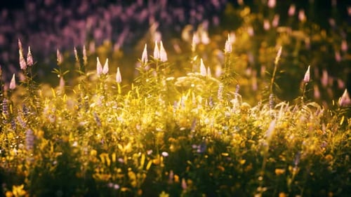 Sunset in the Wild Flower Field