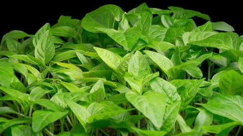 Time Lapse of Growth Sweet Bell Peppers Plants