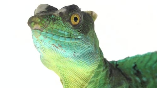 Basiliscos verdes o Basiliscus Basiliscus sobre fondo blanco. De cerca.
