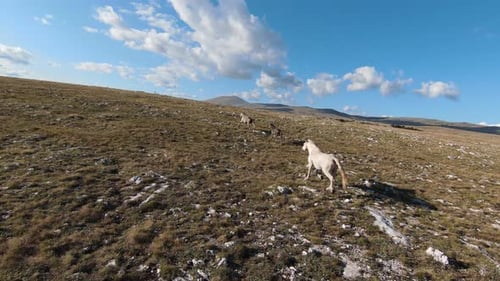 Aerial FPV Drone Shot of a Chasing and Flying Close Around Herd of Wild Horses Running on a Field at