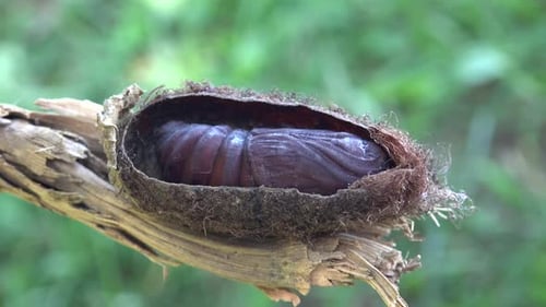 Pupa