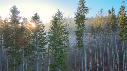 Wunderschöne Landschaft mit Lichtstrahlen, die durch neblige dunkle Wälder mit immergrünen Bäumen im Herbst scheinen