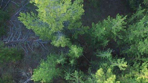 Aerial view rising over pine trees while spinning
