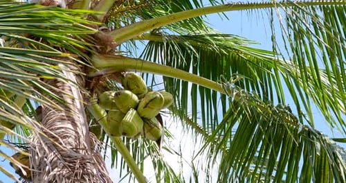Lush Palm Tree with Young Coconuts in Tropics