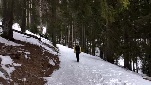 Hiker Walks on Snowy Path Through Winter Forest