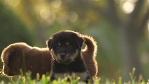 Ralentissement d'un mignon chiot jouant dans le parc
