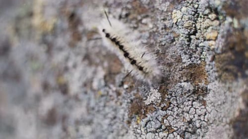 Fuzzy caterpillar crawling on mossy rock up close macro