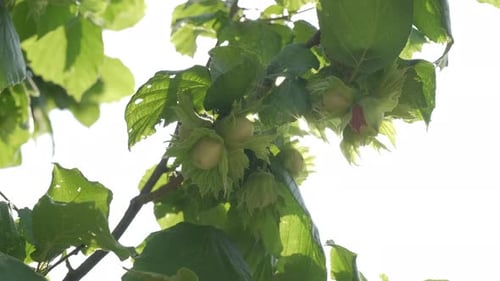 Hazelnut Trees Agriculture