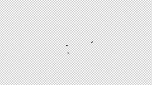 Fly Swarm of 3 - Flying On Screen - 4K Loop, Bugs Motion Graphics ft ...