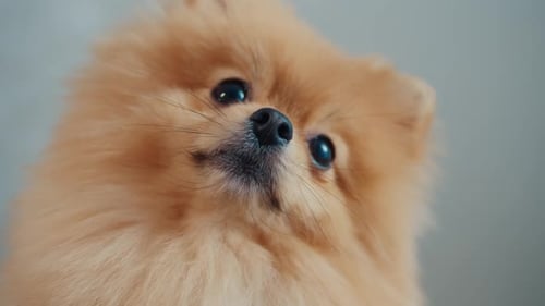 Gros plan du museau d'un chien de Poméranie
